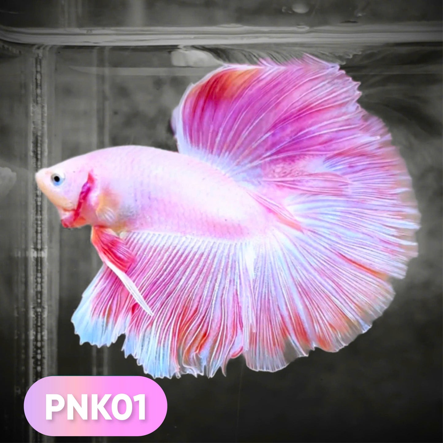 Pink Halfmoon Male Betta Fish