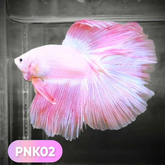 Pink Halfmoon Male Betta Fish