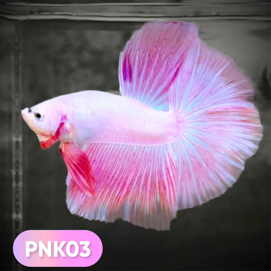 Pink Halfmoon Male Betta Fish