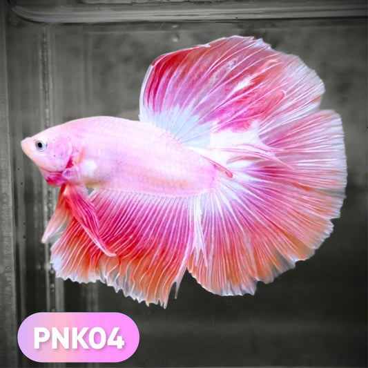 Pink Halfmoon Male Betta Fish