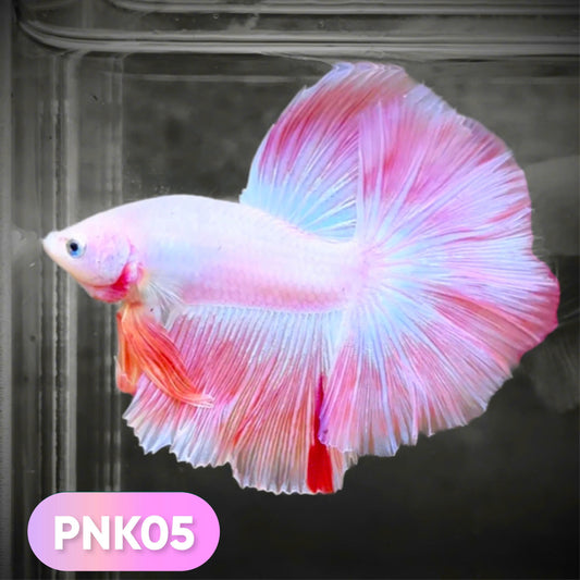 Pink Halfmoon Male Betta Fish