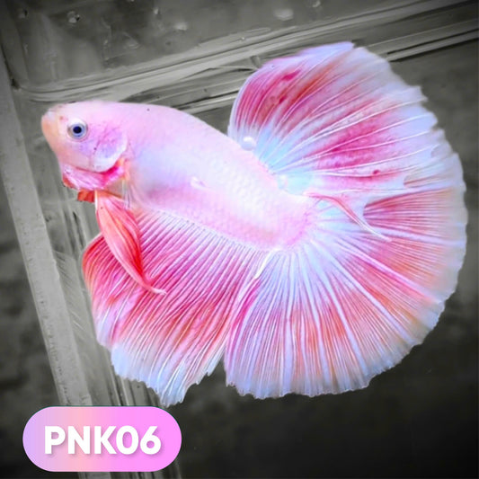 Pink Halfmoon Male Betta Fish