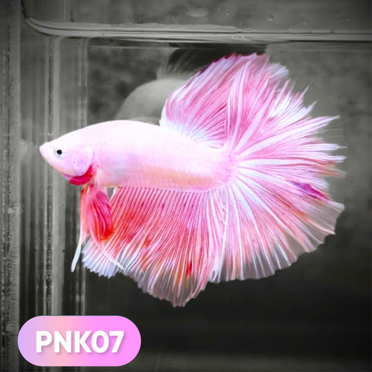 Pink Halfmoon Male Betta Fish
