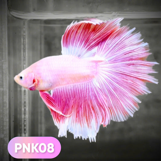 Pink Halfmoon Male Betta Fish