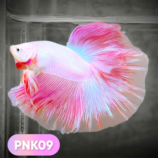 Pink Halfmoon Male Betta Fish