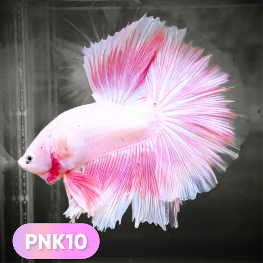 Pink Halfmoon Male Betta Fish