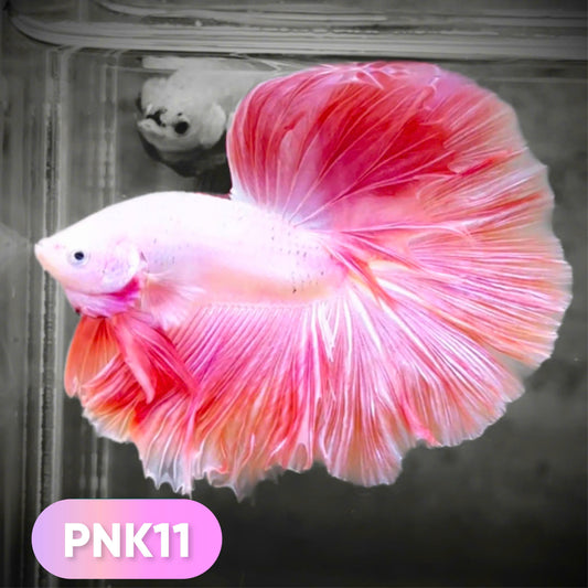 Pink Halfmoon Male Betta Fish
