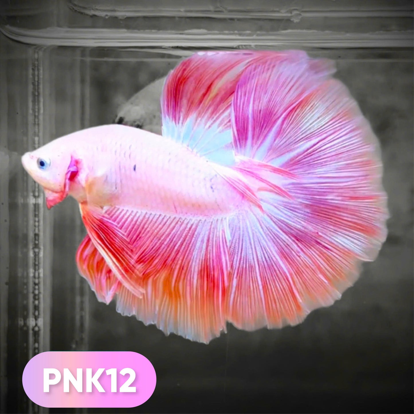 Pink Halfmoon Male Betta Fish