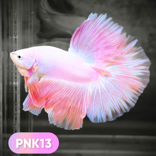 Pink Halfmoon Male Betta Fish
