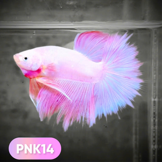Pink Halfmoon Male Betta Fish