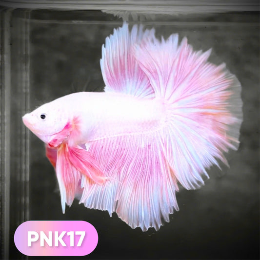 Pink Halfmoon Male Betta Fish