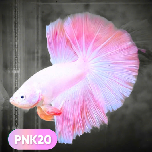 Pink Halfmoon Male Betta Fish