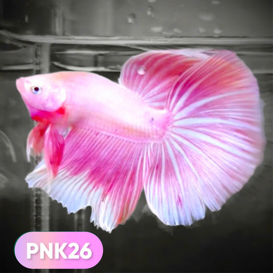 Pink Halfmoon Male Betta Fish
