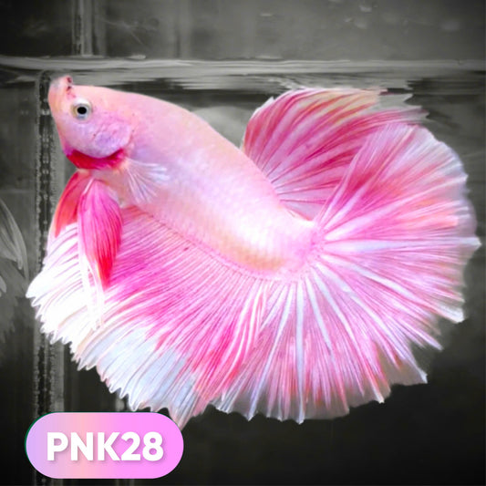 Pink Halfmoon Male Betta Fish