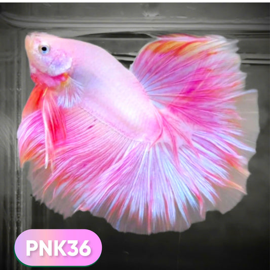 Pink Halfmoon Male Betta Fish