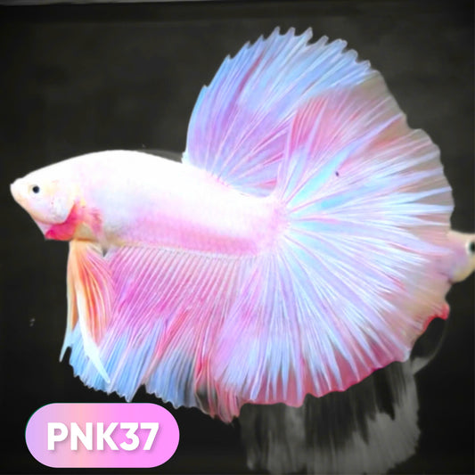 Pink Halfmoon Male Betta Fish