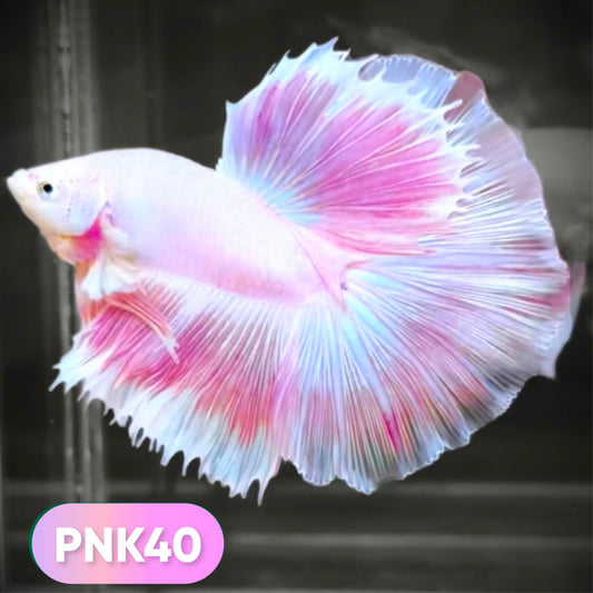 Pink Halfmoon Male Betta Fish