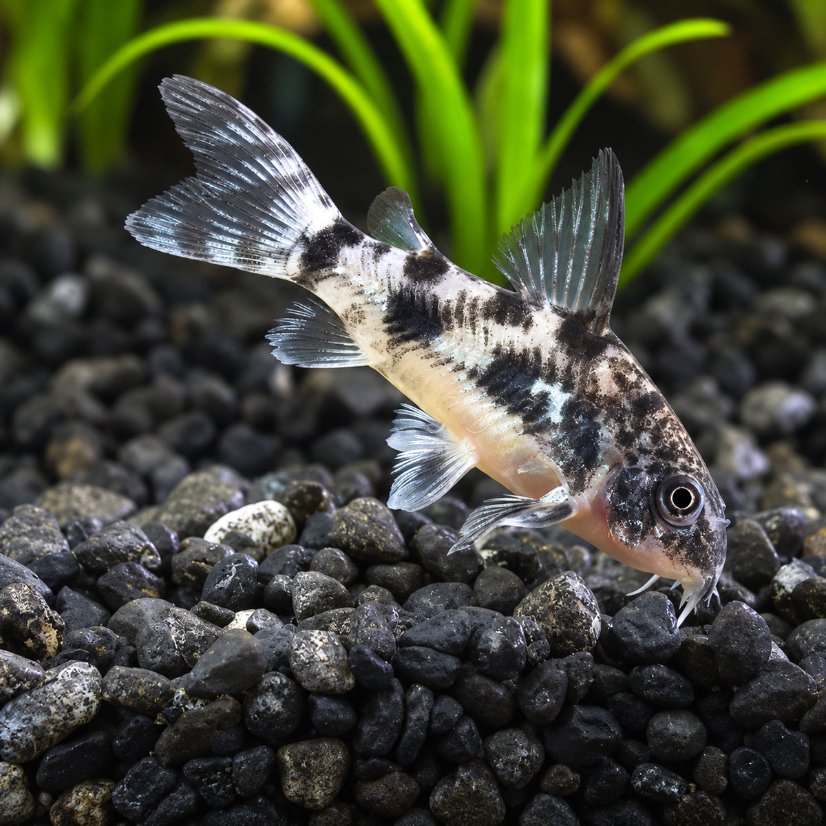 Peppered Cory Catfish – Corydoras Paleatus