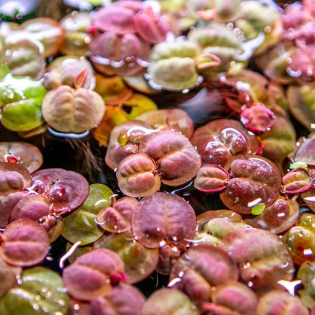 Phyllanthus Fluitans Red Root Floater Plants Tropicflow phyllanthus-fluitans-red-root-floater-plants-tropicflow