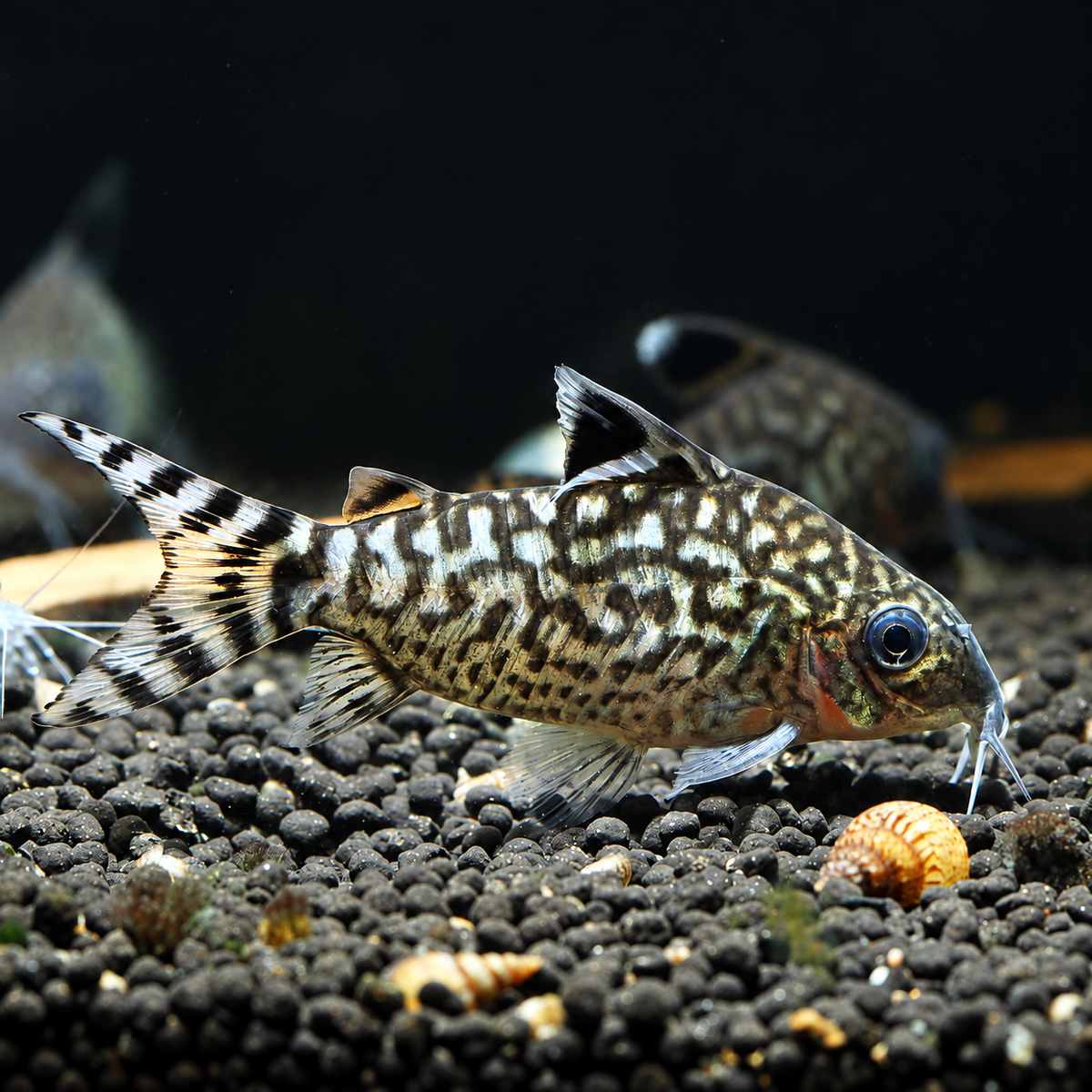 Reticulated Cory Catfish โ Corydoras Reticulatus