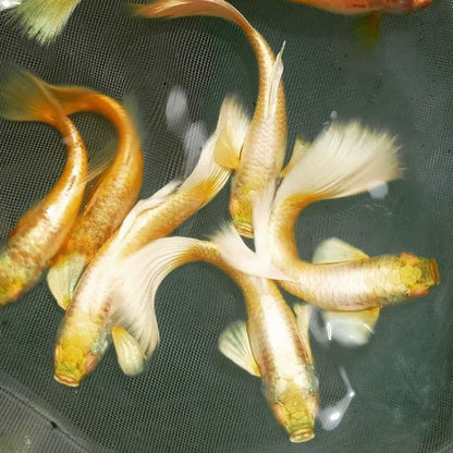 Albino Full Gold Ribbon Guppy Fish