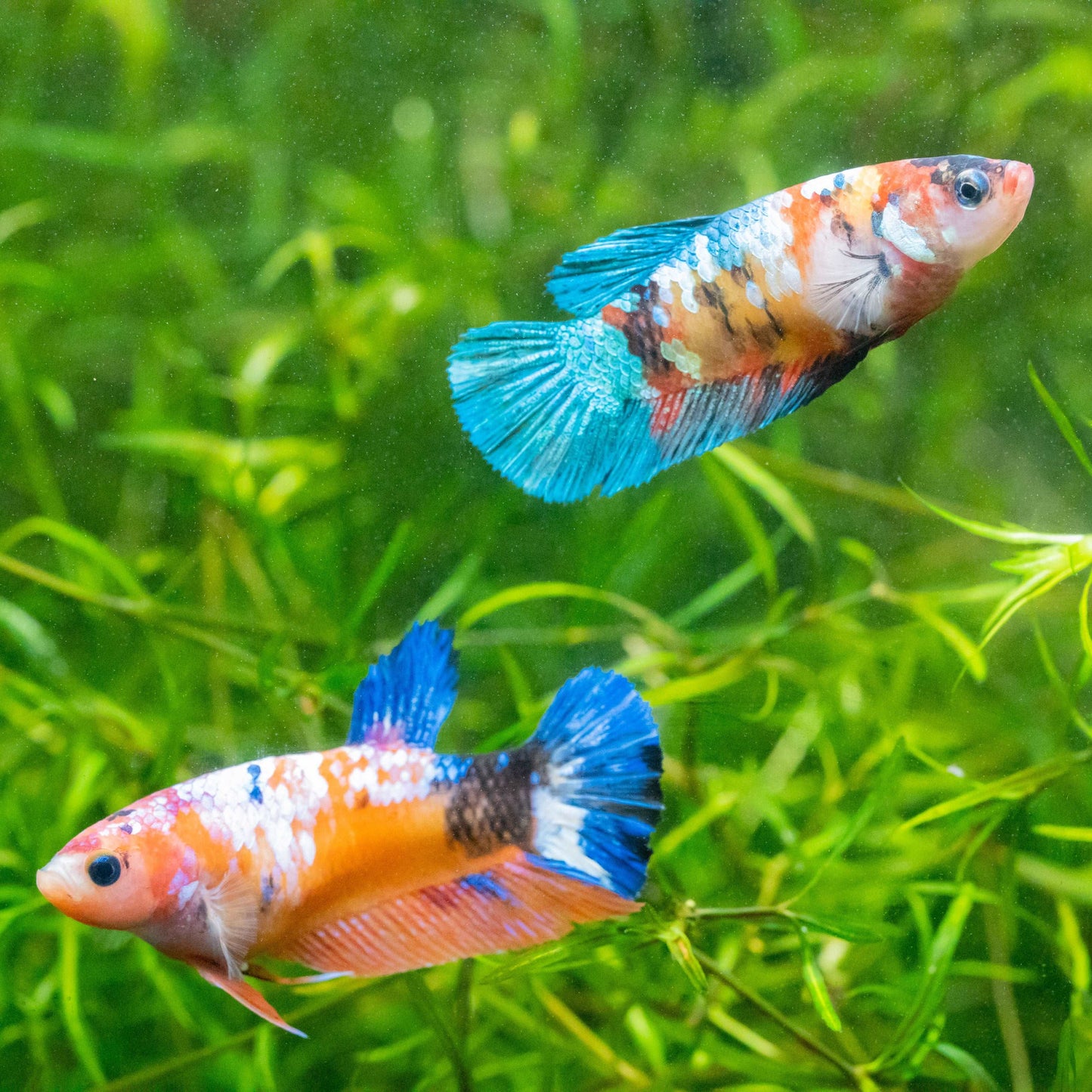 Female Betta Fish Sorority Koi Nemo Galaxy Plakat