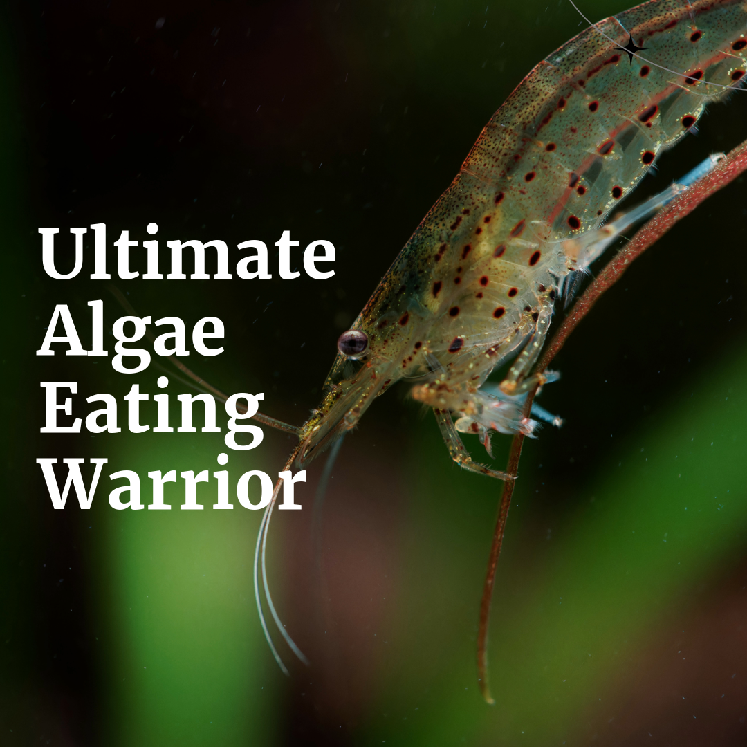 Amano Shrimp Caridina multidentata Yamato Shrimp – 1 Fish 2 Fish Amano Shrimp Caridina multidentata Yamato Shrimp – 1 Fish 2 Fish