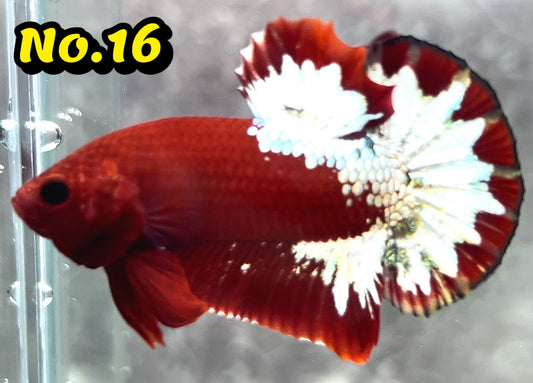 Hellboy Plakat Male Betta Fish | Order Directly From Farm | You Pick Fish