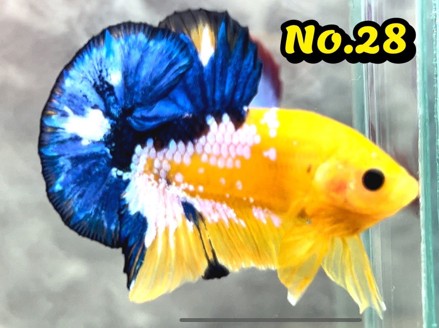 Hellboy Plakat Male Betta Fish | Order Directly From Farm | You Pick Fish