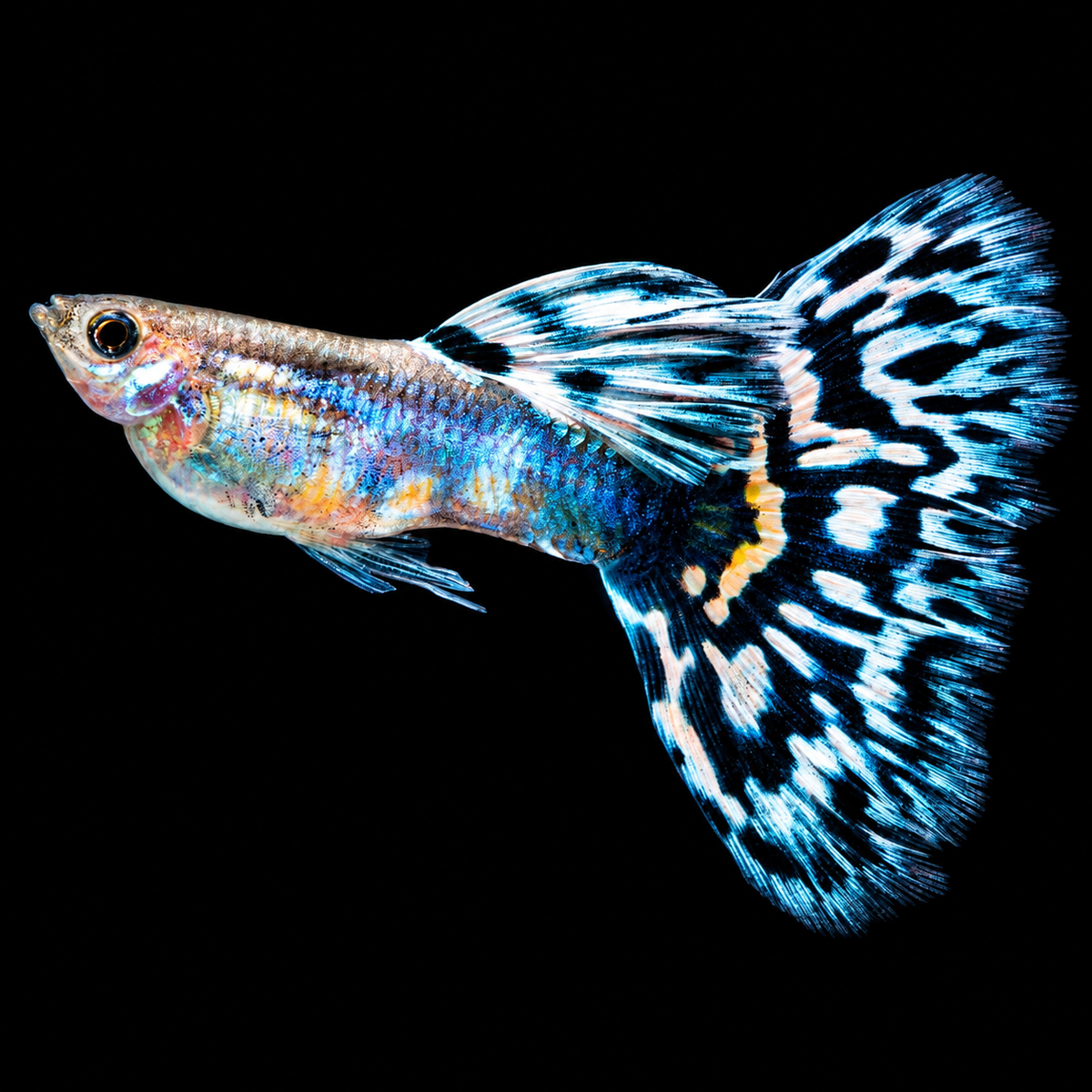 White Mosaic Fancy Guppy Fish