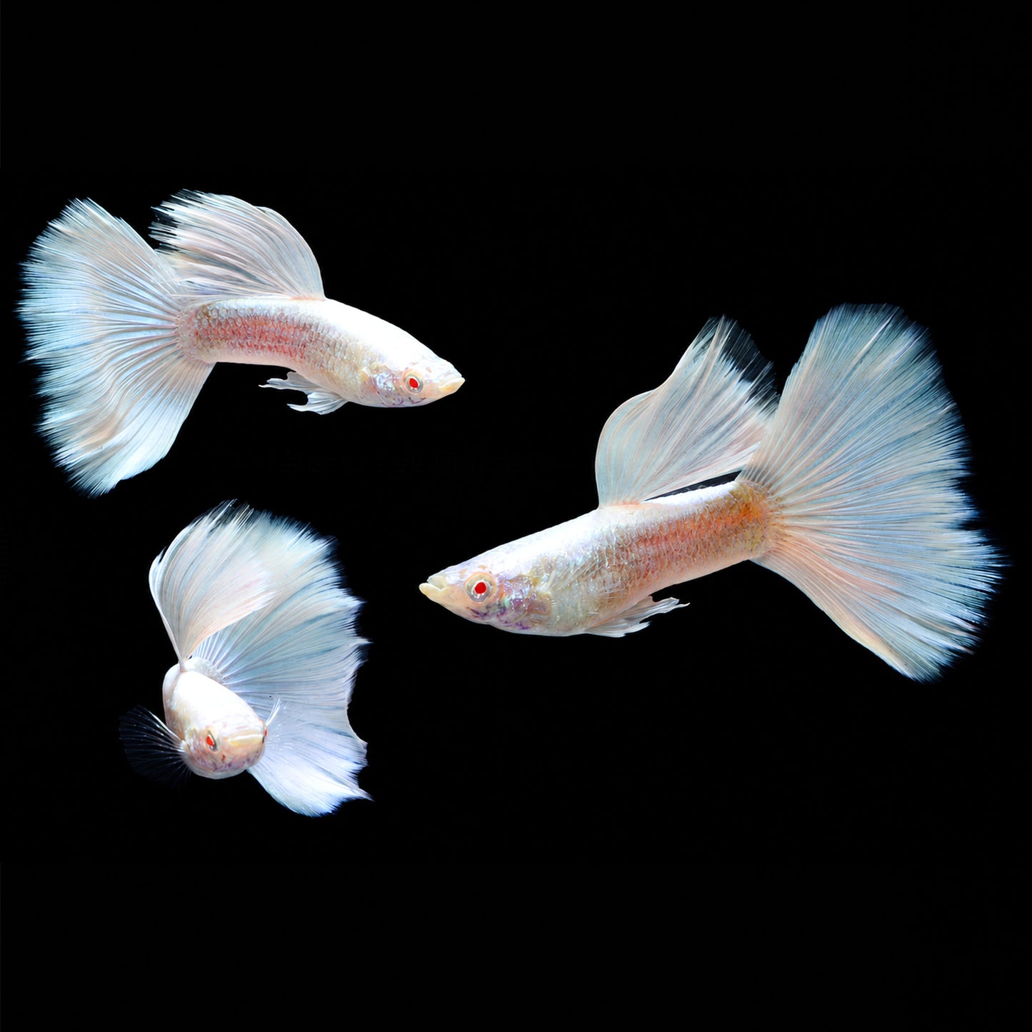 Albino Full Platinum Guppy Fish
