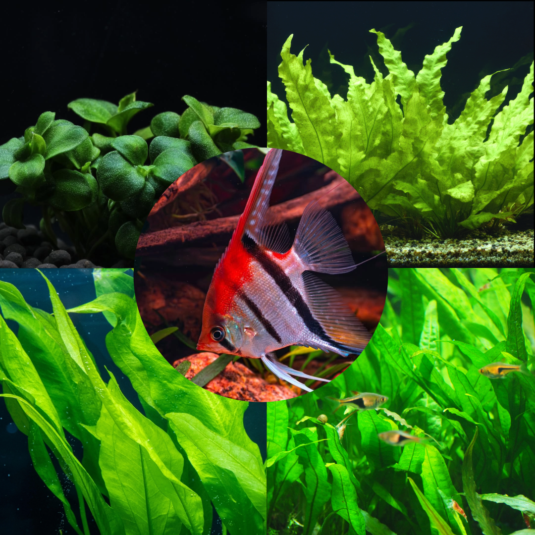 Plant Package for Freshwater Angelfish Fish Tank Aquascape