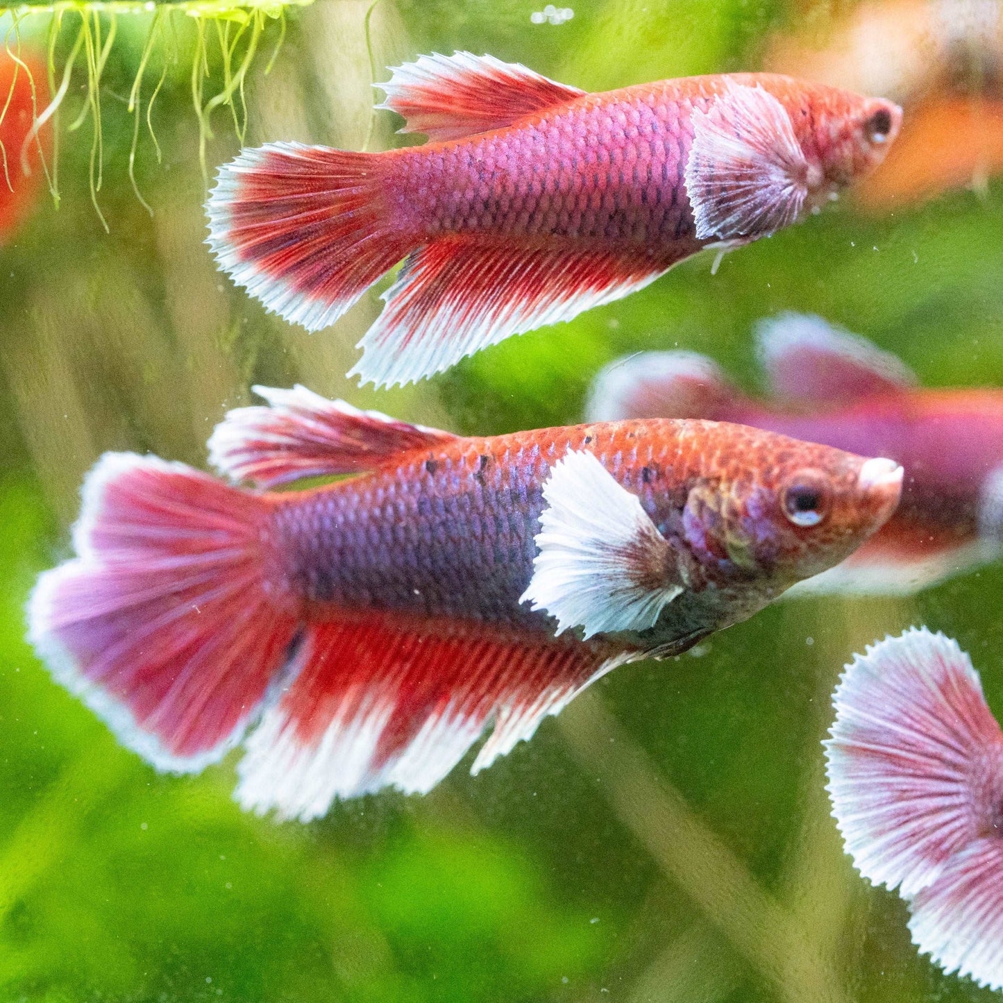 Dumbo Lavender Female Betta Fish Sorority