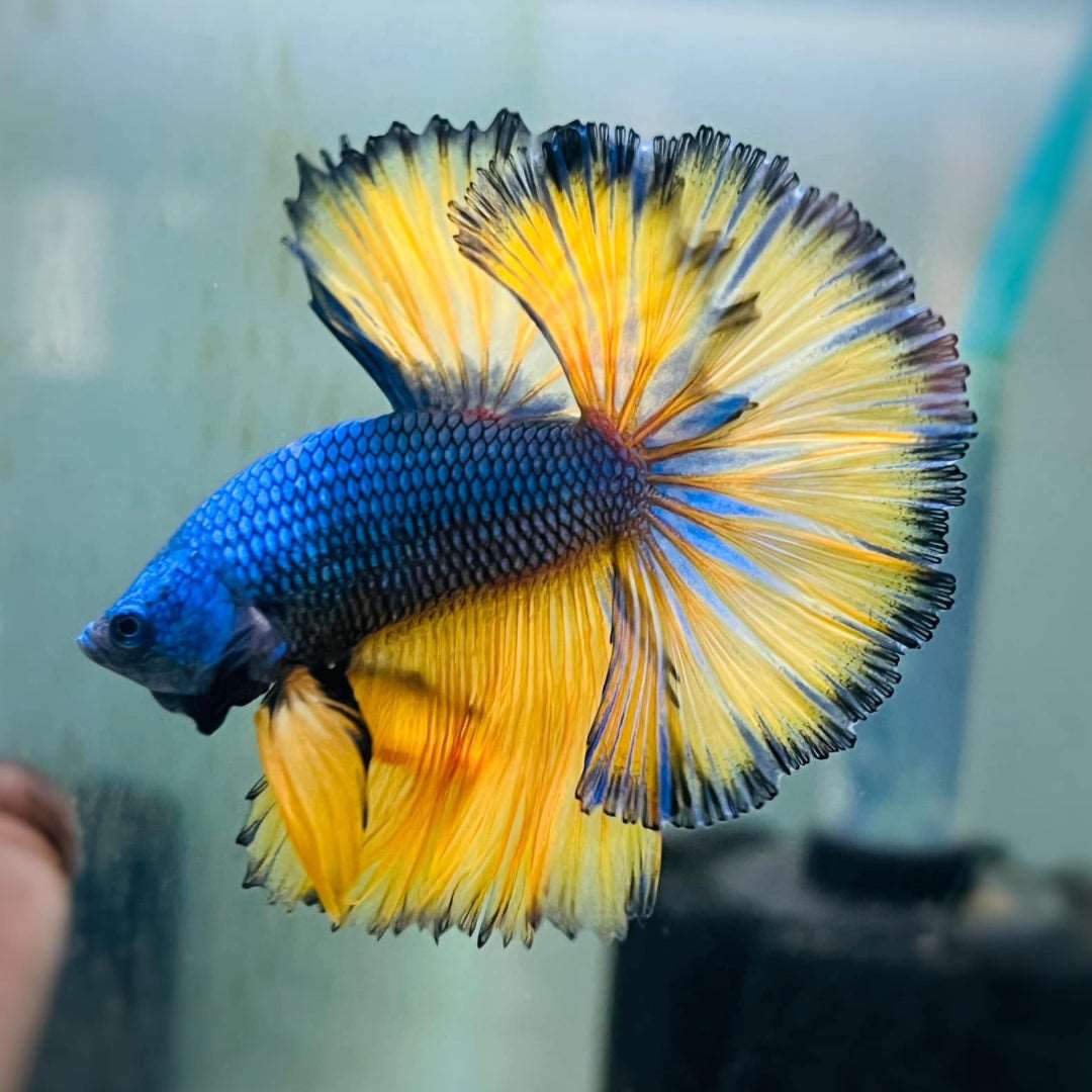 Mustard Gas Blue Halfmoon Male Betta Fish