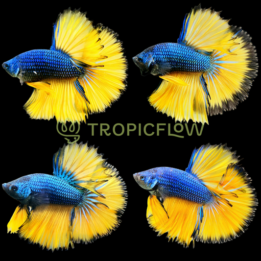 Mustard Gas Blue Halfmoon Male Betta Fish