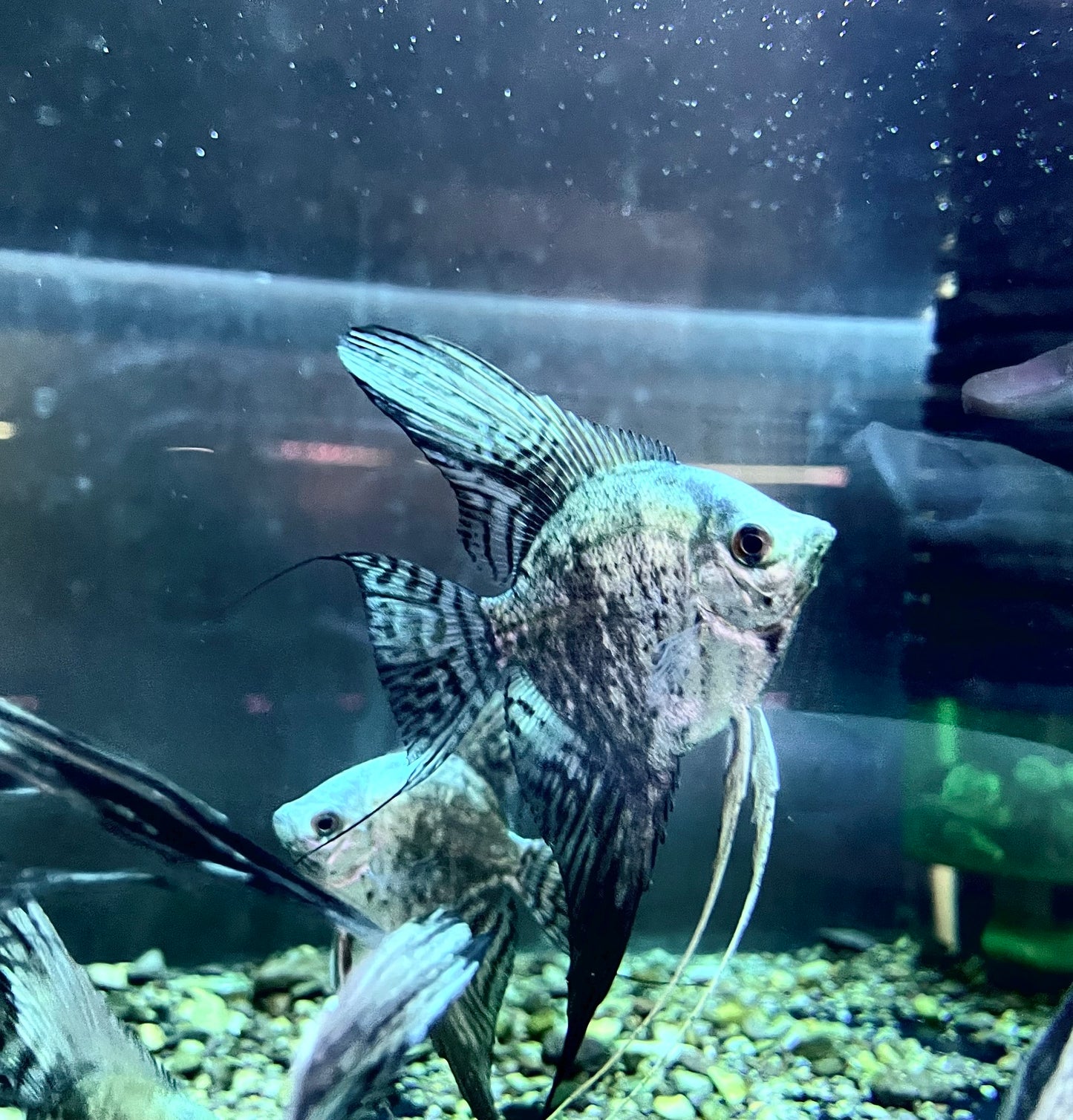 Blue Smokey Angelfish