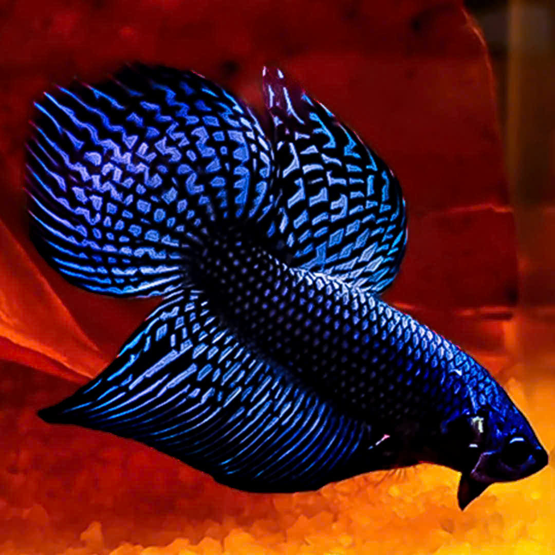 Blue Spade Tail Wild Betta Splendens Male