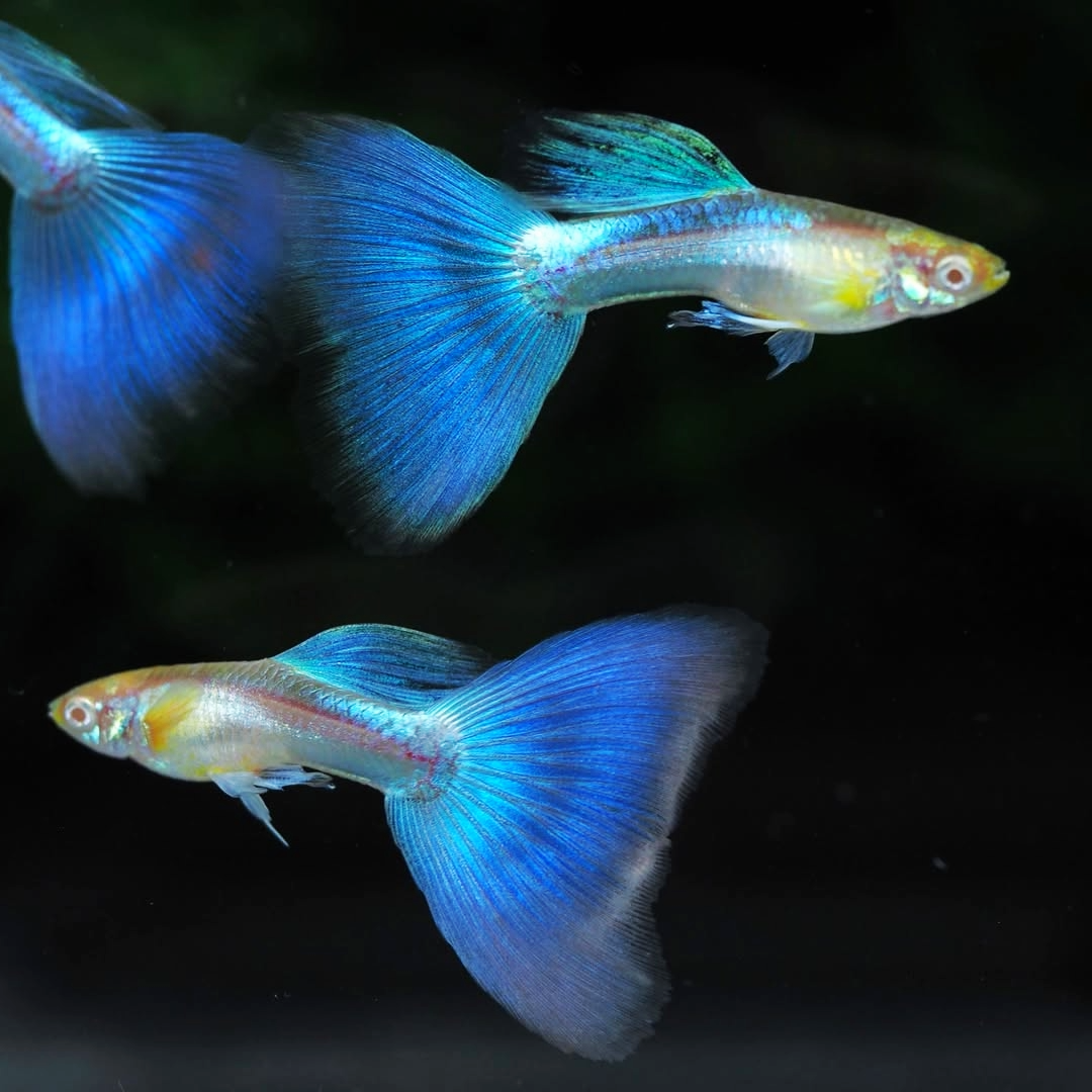 Blue Topaz Big Dorsal Guppy Fish
