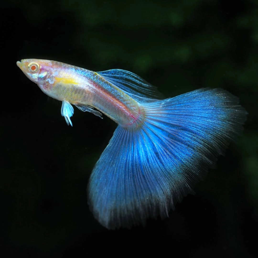 Blue Topaz Big Dorsal Guppy Fish