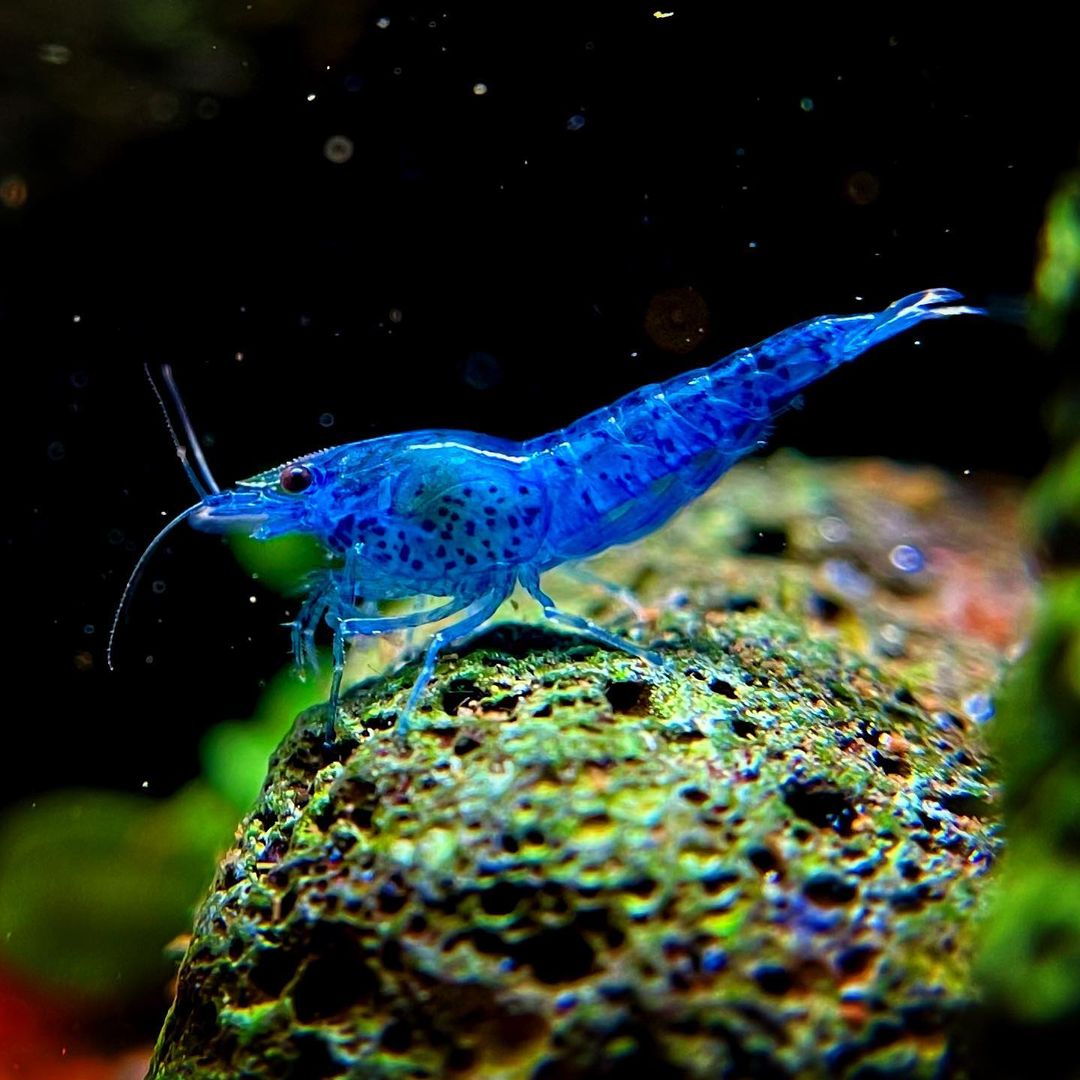 Blue Dream Neocaridina Shrimp