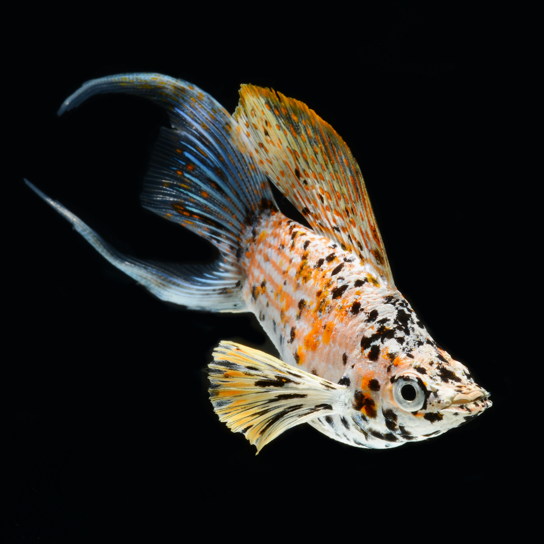 Calico Balloon Molly Fish | Lyretail, Black Eyes