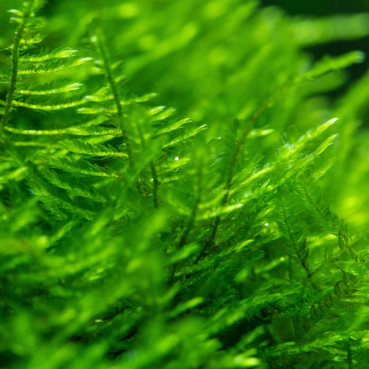 Mini Christmas Moss