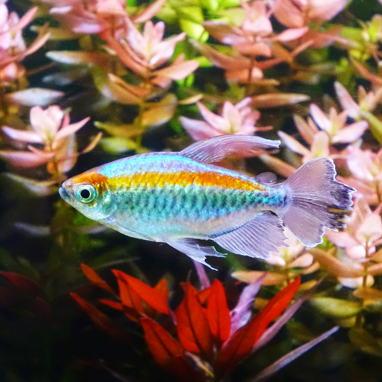Congo Tetra Fish for Sale Vibrant Nano Tetra - Main Image