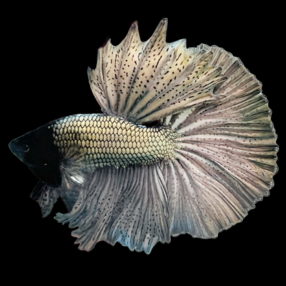 Copper Steel Halfmoon Male Betta Fish