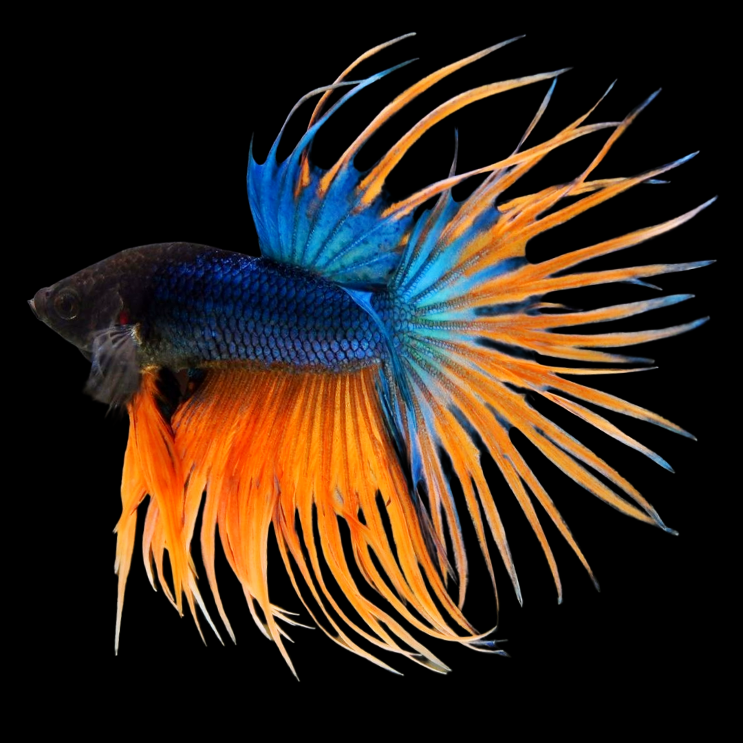 Crowntail Mustard Gas Male Betta Fish - Main Image
