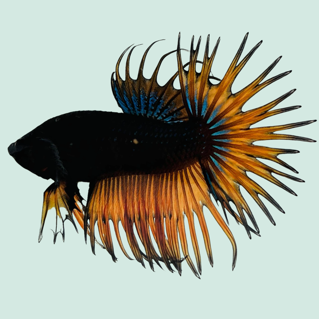 Crowntail Yellow Orchid Male Betta Fish1