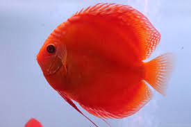 Red Albino Discus Fish