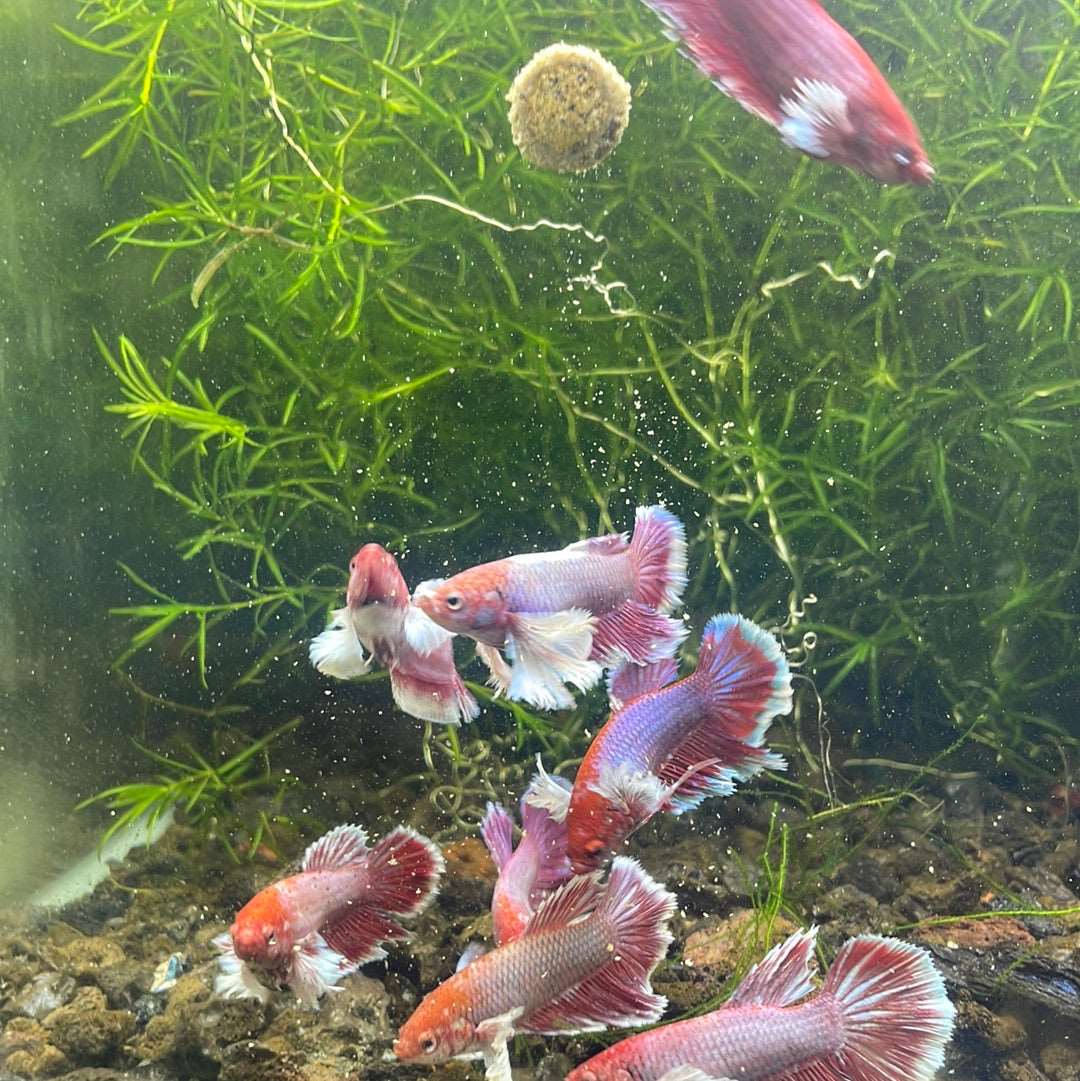 Dumbo Lavender Female Betta Fish Sorority