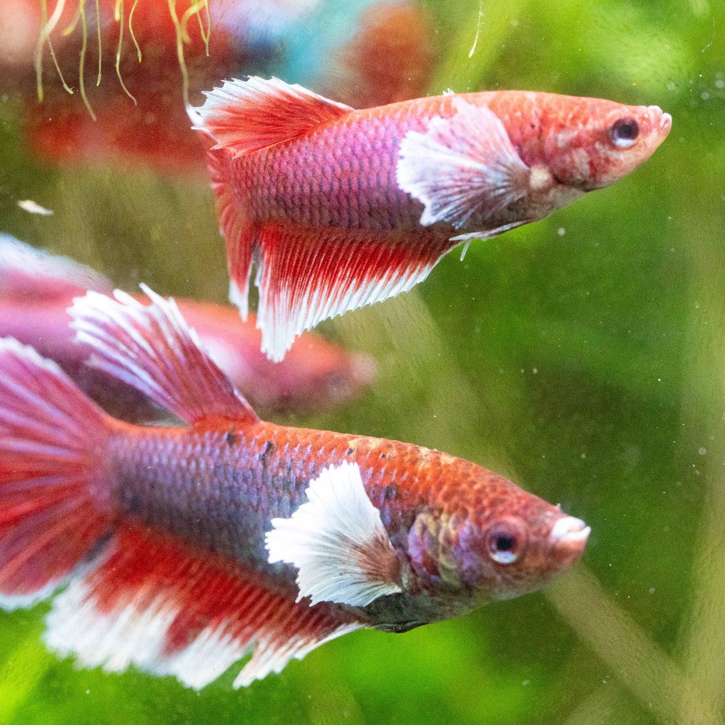 Dumbo Lavender Female Betta Fish Sorority