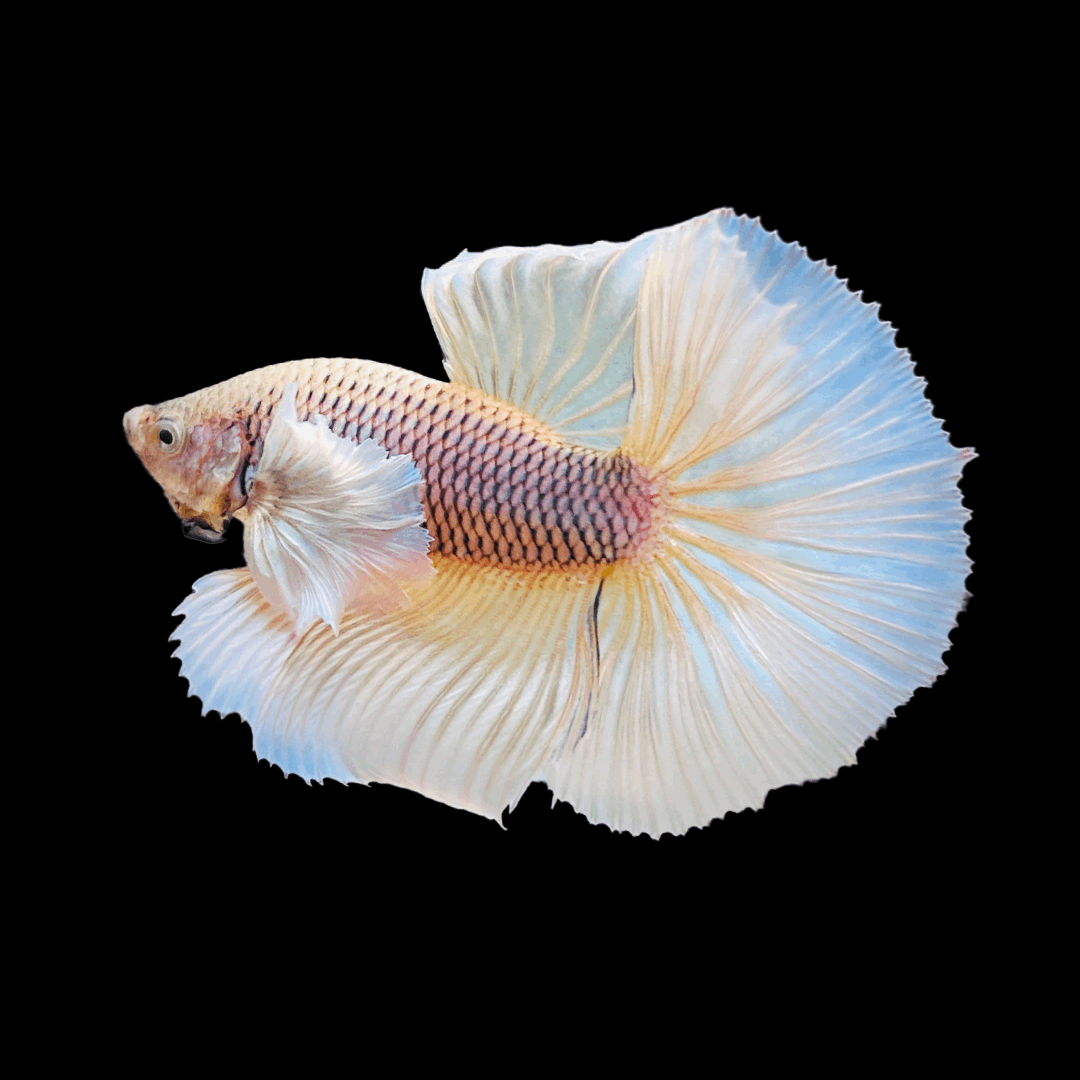 Dumbo Pineapple Halfmoon Male Betta Male Betta Fish Tropicflow